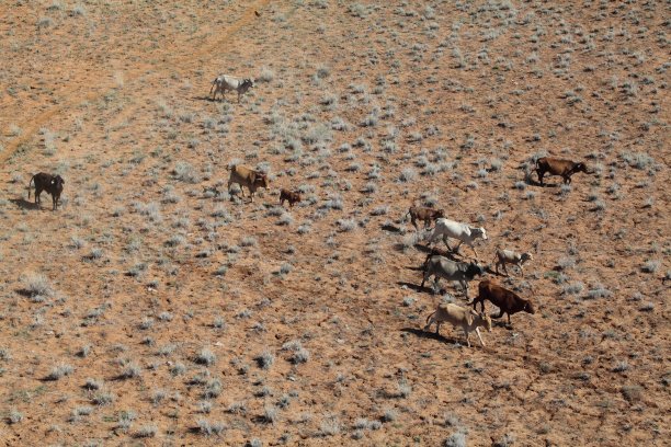 澳大利亚牛的鸟瞰图图片下载