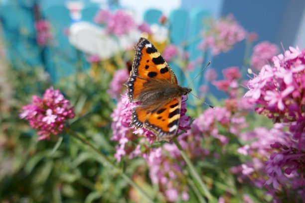 小玳瑁蝴蝶在明亮的粉红色花朵在阳光明媚的夏日图片下载