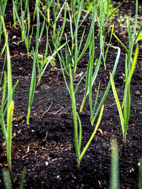 花园里的年轻新鲜的绿蒜图片下载