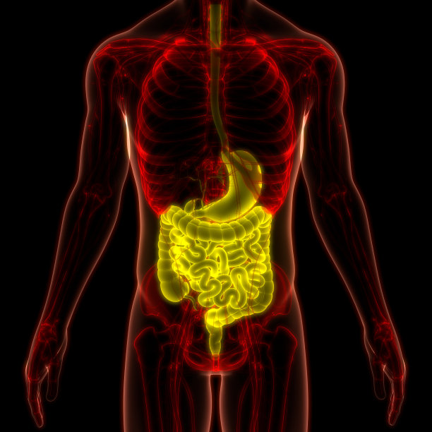 人体消化系统解剖图片下载