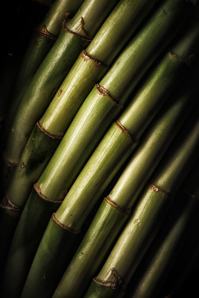 竹子的背景图片下载