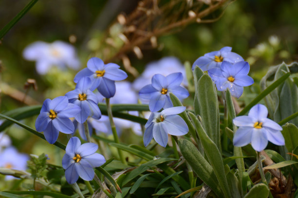 春天的花朵图片下载