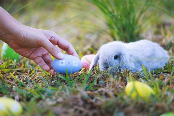 可爱的小兔子荷兰垂耳吃着绿色的草，呆在草地上，孩子们喜欢在花园里收集复活节彩蛋。寻找复活节彩蛋。图片下载