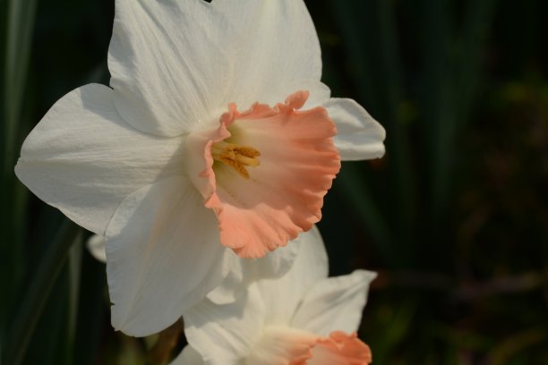 春天的花朵图片下载