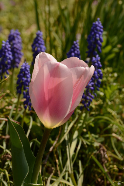 春天的花朵图片下载