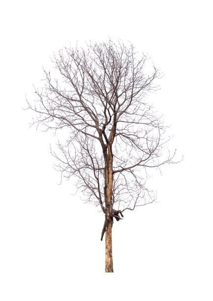 孤零零的老树和枯树图片下载