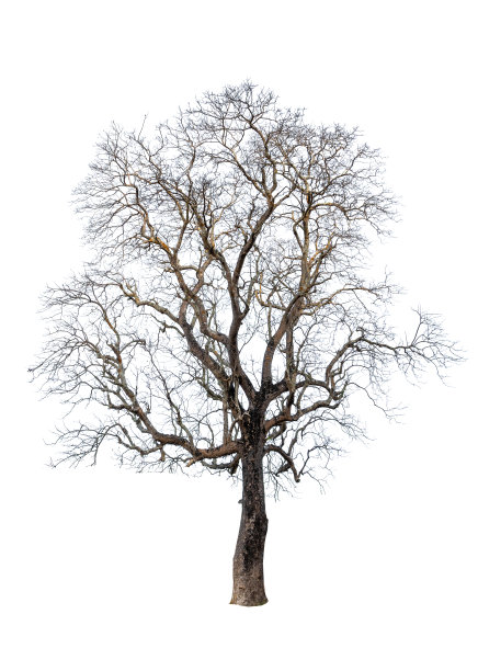 孤零零的老树和枯树图片下载