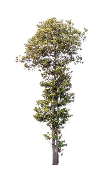 孤立的单树绿色植物图片下载