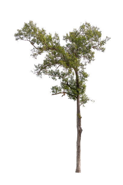 孤立的单树绿色植物图片下载