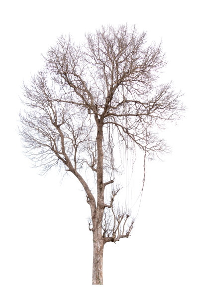 孤零零的老树和枯树图片下载