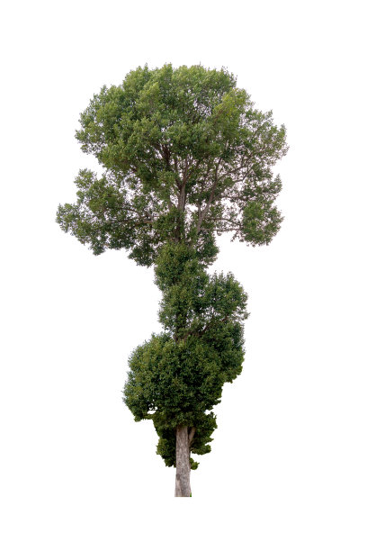 孤立的单树绿色植物图片下载