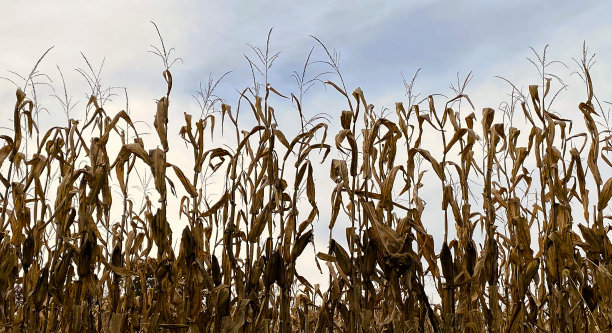 美国东部清泉镇的玉米田图片下载