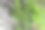 苔藓生长在岩石上。图片下载