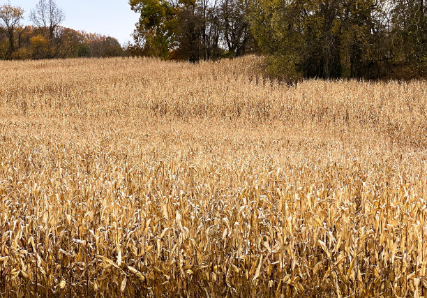 美国东部清泉镇的玉米田图片下载