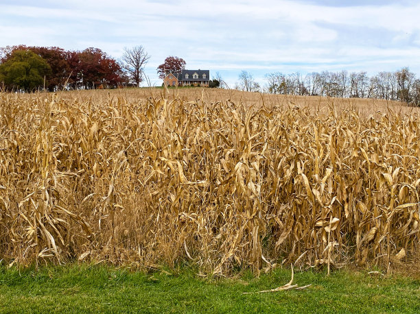 美国东部清泉镇的玉米田图片下载