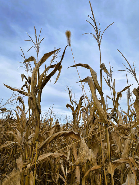 美国东部清泉镇的玉米田图片下载