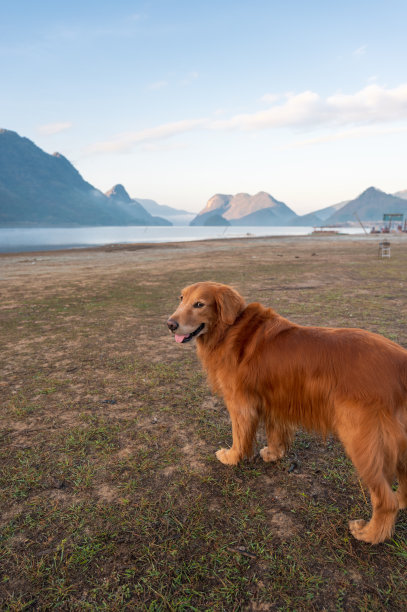 金毛猎犬站在湖边图片下载
