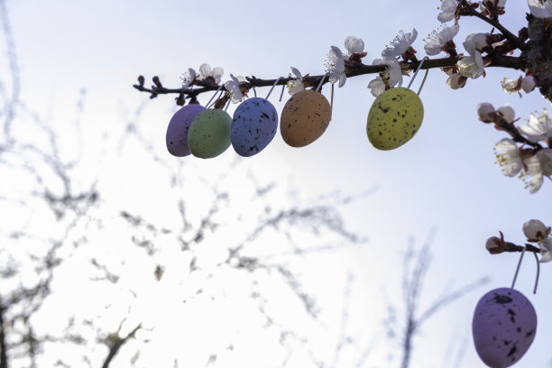 开花的树枝上挂着复活节彩蛋。复活节的花园装饰。春天明亮快乐的假期图片下载