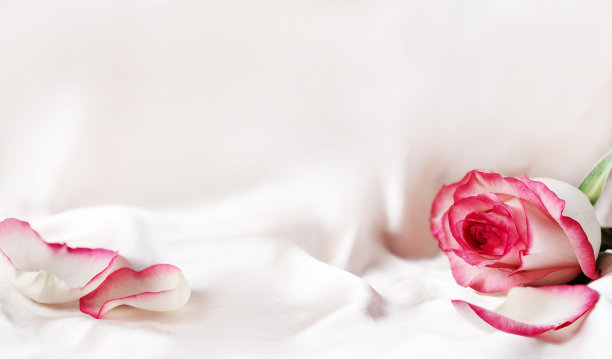 粉红色玫瑰花背景。图片下载