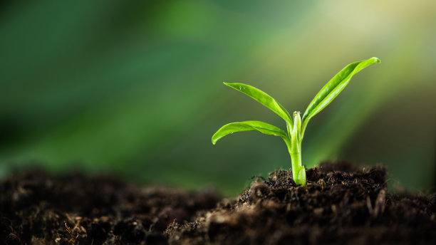 在有阳光的土地上生长的幼苗。图片下载