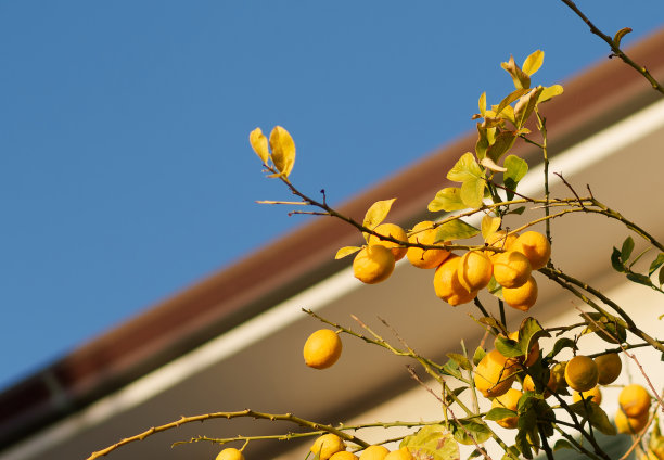 小镇街道上的一棵柠檬树图片下载