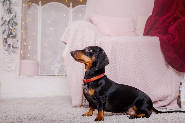 新年快乐，圣诞快乐，欢庆快乐。小狗(宠物)在圣诞树旁边。图片下载