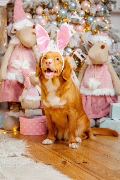 新年快乐，圣诞快乐，欢庆快乐。小狗(宠物)在圣诞树旁边。图片下载