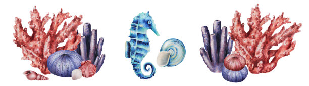 由珊瑚、海胆、马和贝壳组成的水彩画。手绘剪纸水下生活对象在一个白色孤立的背景。为设计师，装饰，明信片，包装纸，剪贴簿，封面，请柬，婚礼设计，邮寄图片下载