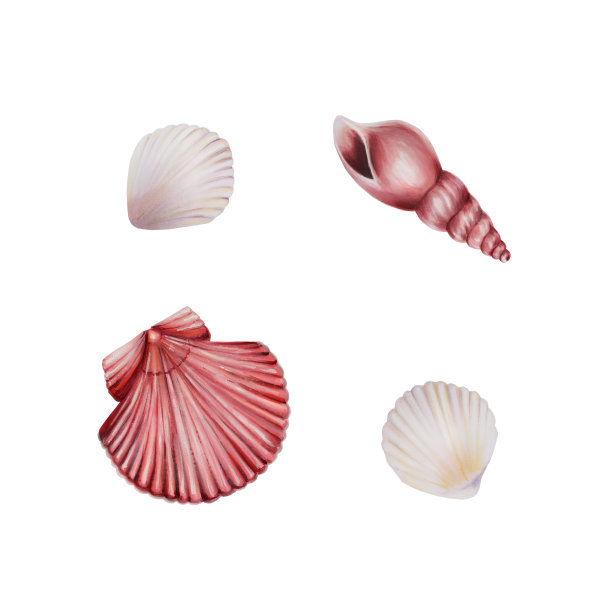 水彩构图与贝壳。手绘剪纸水下生活对象在一个白色孤立的背景。为设计师，装饰，明信片，包装纸，剪贴簿，封面，请柬，婚礼设计，海报和纺织品图片下载