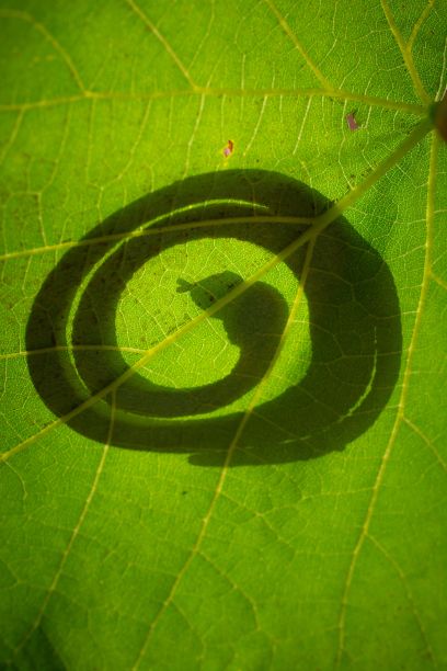 低角度拍摄蜥蜴在绿叶上的影子图片下载