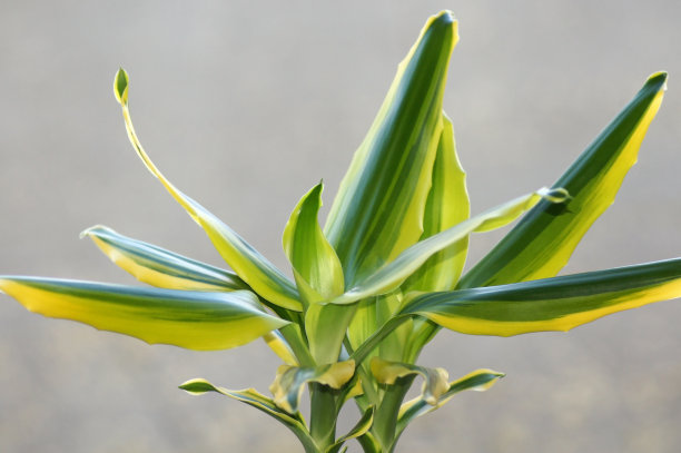 风筝建筑丝兰龙acaena裁剪在光背景图片下载