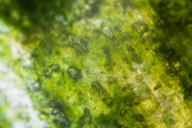 显微镜下的腌黄瓜图片下载