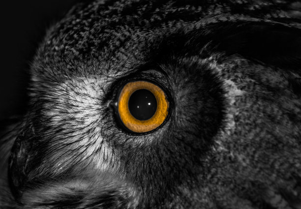 一个大灰色猫头鹰可怕的眼睛的细节特写图片下载
