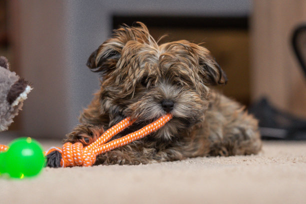 可爱的小狗在公寓里玩咀嚼玩具图片下载