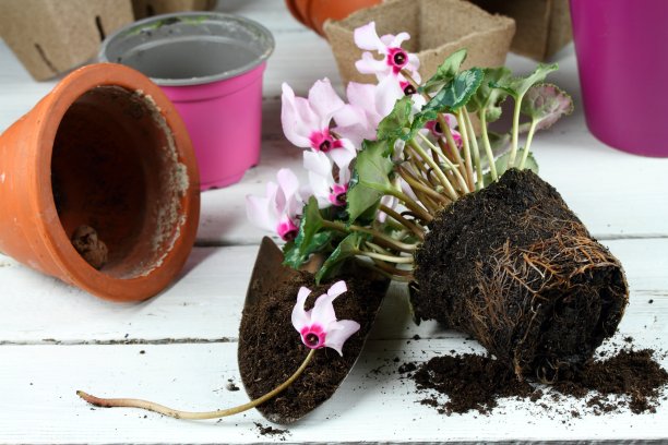 移栽粉红色仙客来花到更大的花盆图片下载