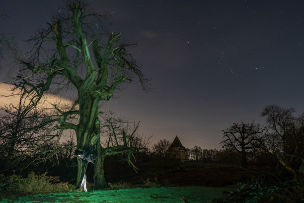 星空下一棵粗糙的树的美丽照片图片下载
