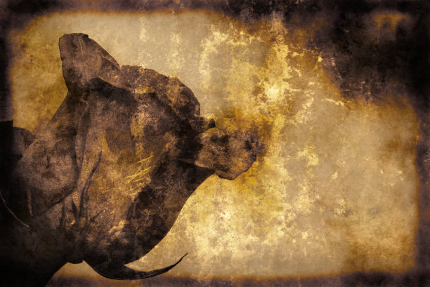 复古垃圾风格的背景图片与鲜花图片下载