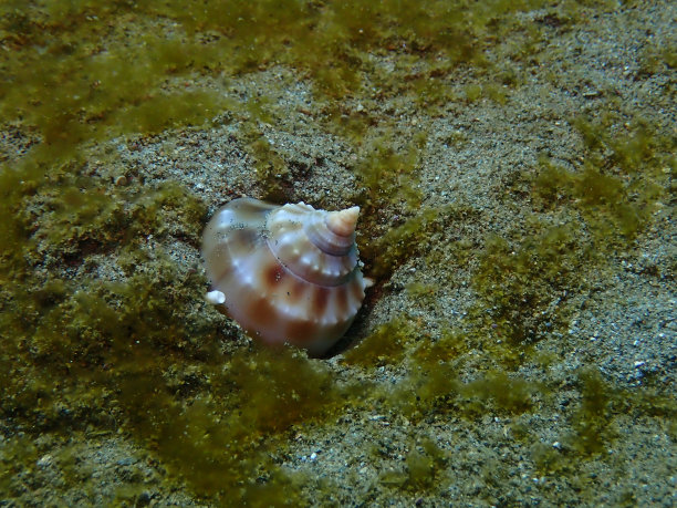 海底的贝壳在水下。图片下载