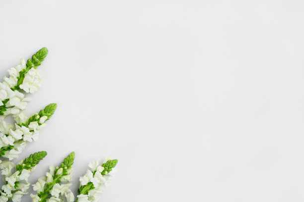 春假假版。自然的白色花朵和绿色叶子，浅灰色背景。盛开季节生态概念。最小的构图布局。俯视图，复制空间，平铺图片下载