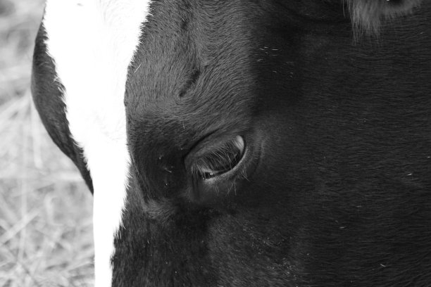 黑色和白色的奶牛特写图片下载