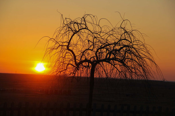 日落时分，在一棵没有叶子的树后面图片下载