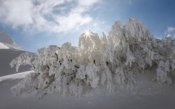 冬日的阳光图片下载