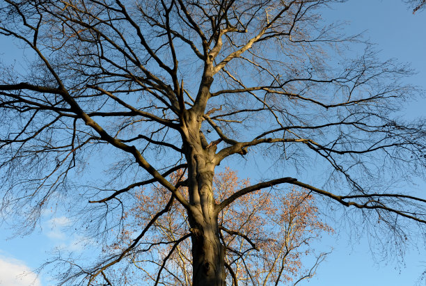 景观公园独树健康状况检查。在参观季节开始前，树木学家检查树木。无人机在树枝周围飞行寻找断裂和裂缝，梧桐树图片下载