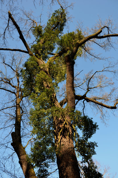 在秋天和冬天，当树没有叶子的时候，观察一棵老树的树冠。你可以看到它们的树干和树枝的树皮。它们常常长满了蔓生植物图片下载