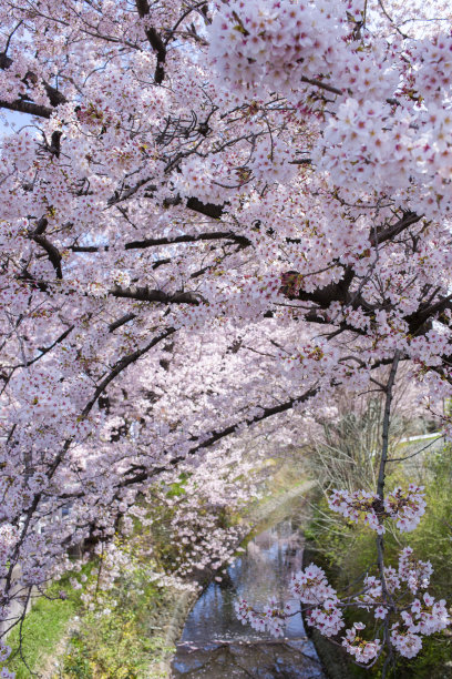 沿河的樱花树图片下载