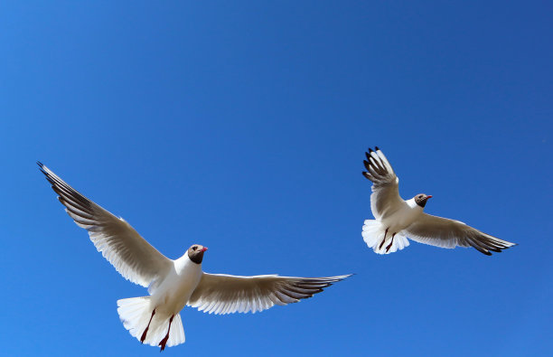 海鸥映衬着湛蓝的天空。图片下载