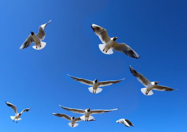 海鸥映衬着湛蓝的天空。图片下载