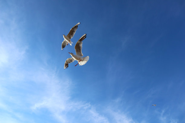 海鸥映衬着湛蓝的天空。图片下载