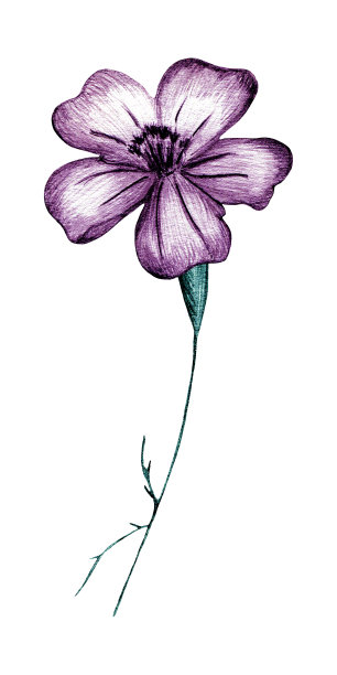 粉色手绘万寿菊花孤立在白色背景。图片下载