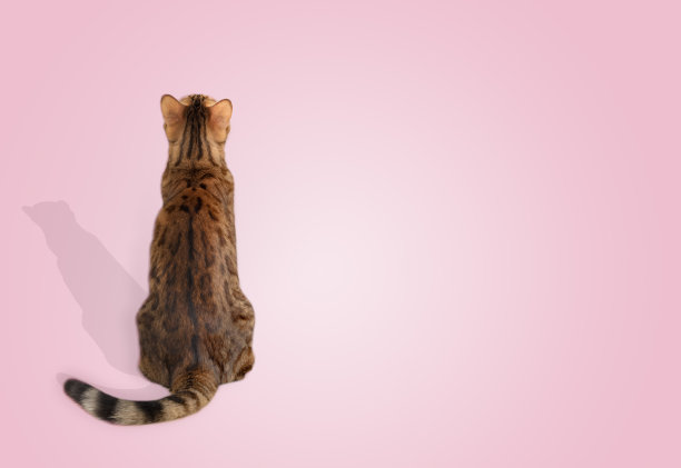 一只孟加拉猫背对着摄像机坐在白色背景上图片下载